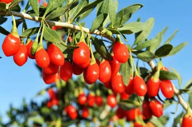 百瑞源僅用17年，從貨架底層做到行業(yè)頂端，從荒漠走向全球！